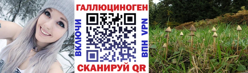 Галлюциногенные грибы Psilocybe  дарнет шоп  Ладушкин 